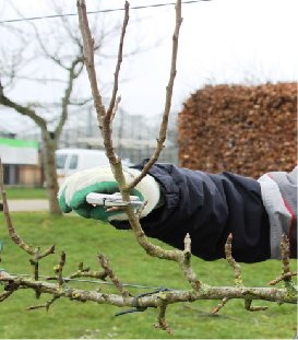Terug snoeien op gemengde knop